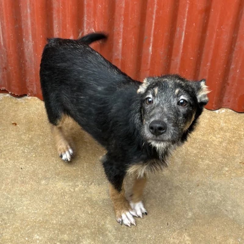 SANGRIA 24498 photo 5