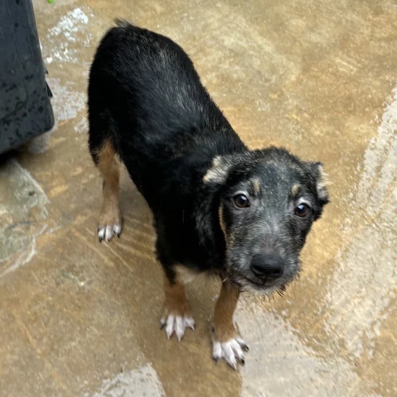 SANGRIA 24498 photo 3