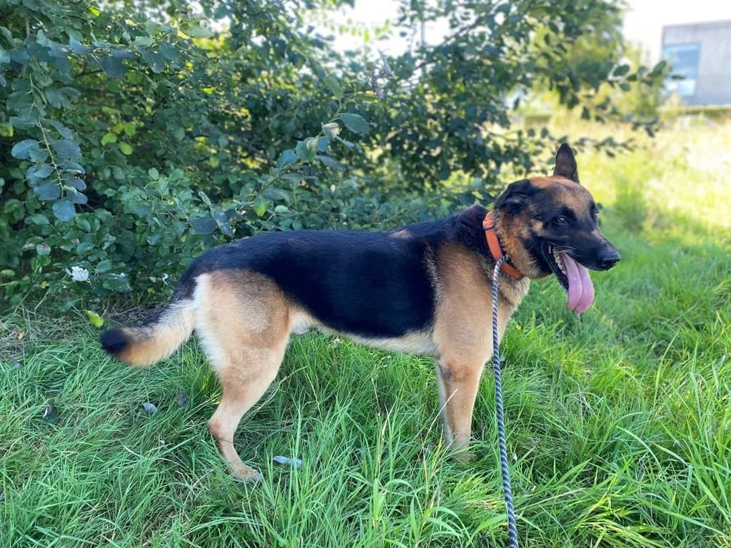JO, male senior German Shepherd for adoption at Help Animals, Brussels