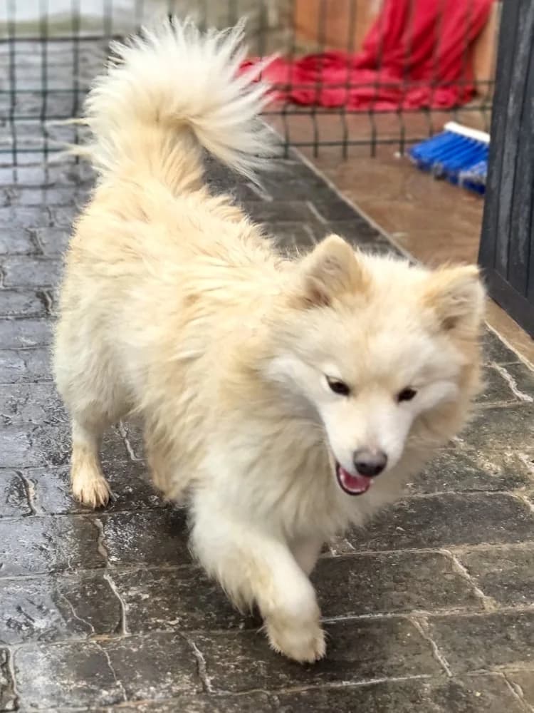 NELLIE 24548 photo 5