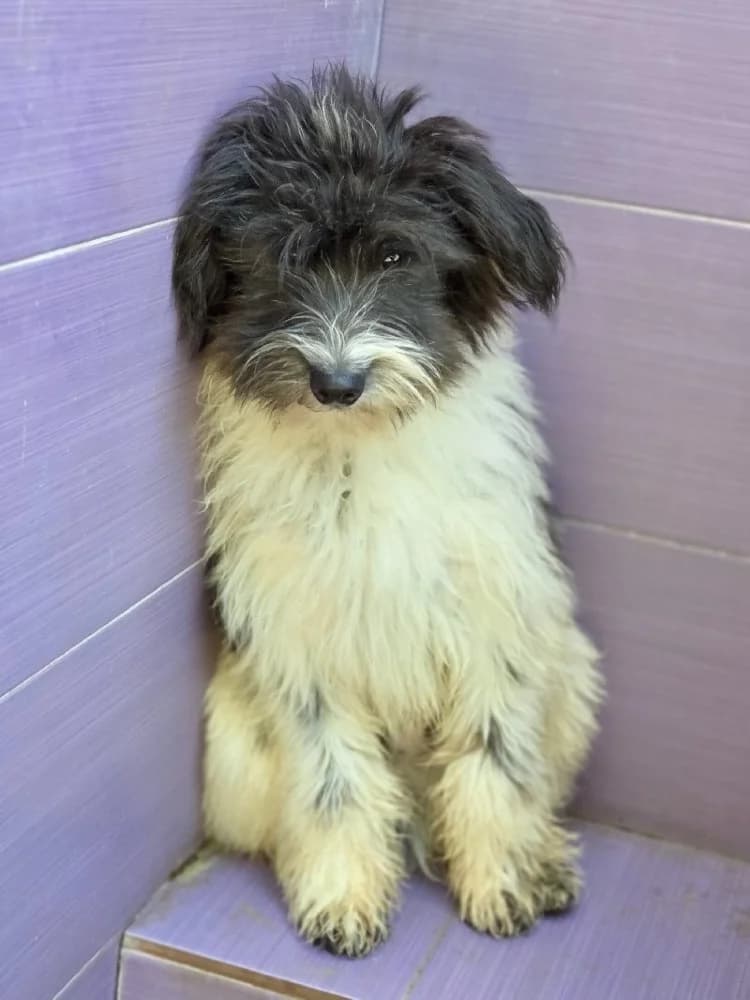 RÉGLISSE 24556 photo 3