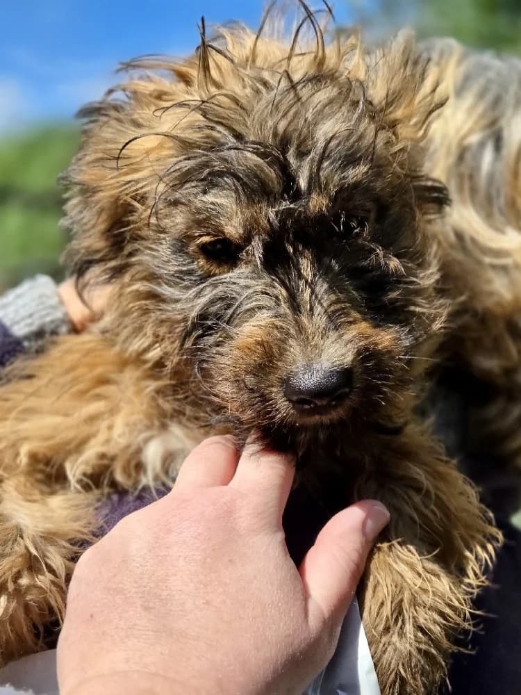 POUPETTE 24558 photo 4