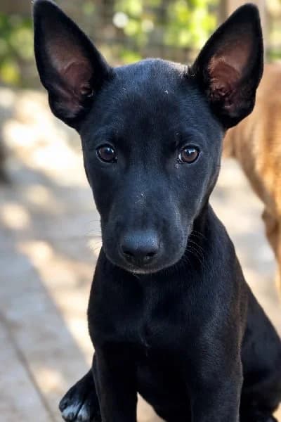 ROBERTO 24583 photo 4