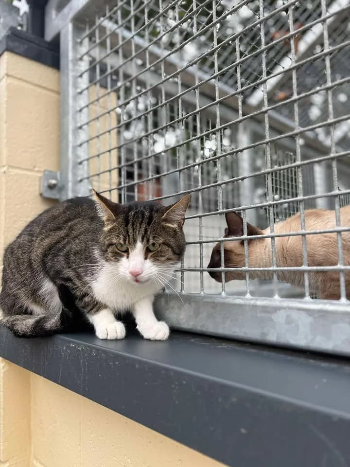 Tigrou, European Shorthair (SRPA Veeweyde Brussels)