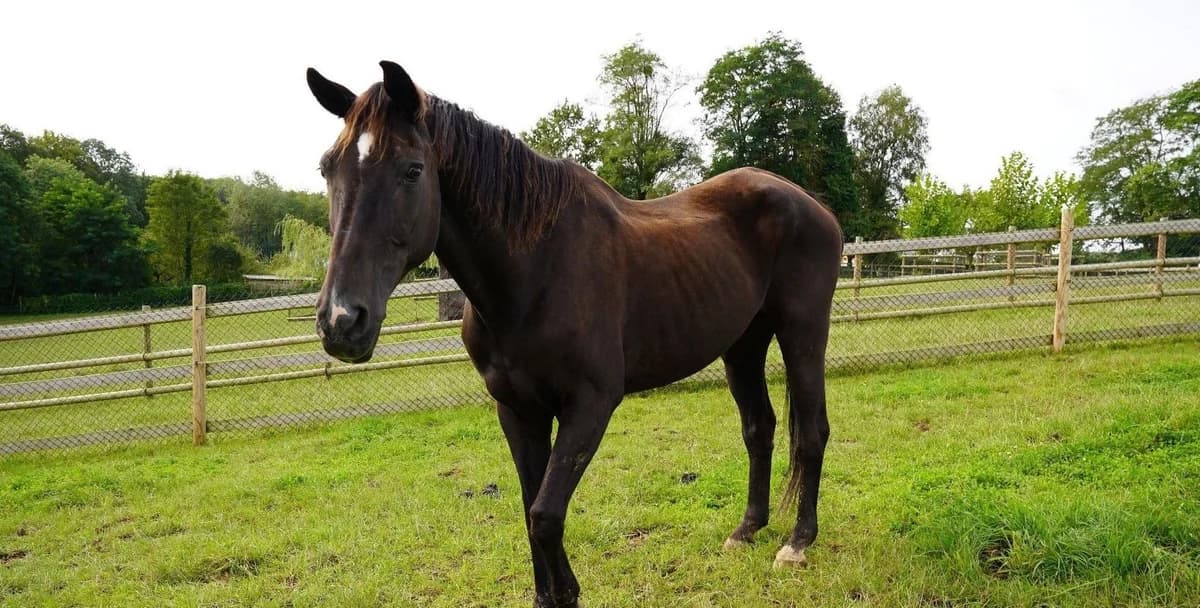 TILIKUM, male senior mixed breed for adoption at Help Animals, Brussels
