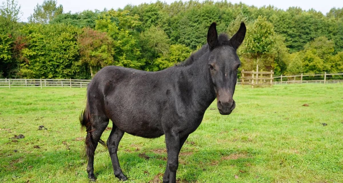 LASCAR, male 5yo mixed breed for adoption at Help Animals, Brussels
