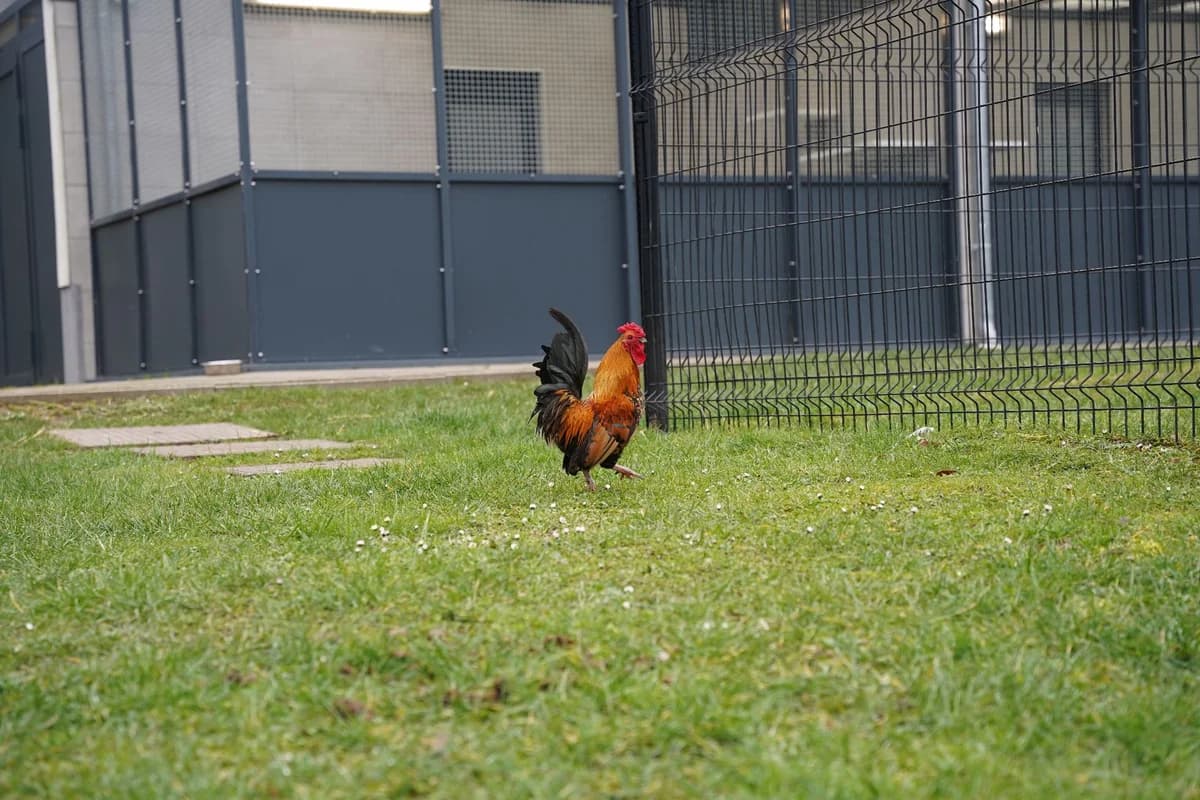 JULIEN, male mixed breed for adoption at Help Animals, Brussels