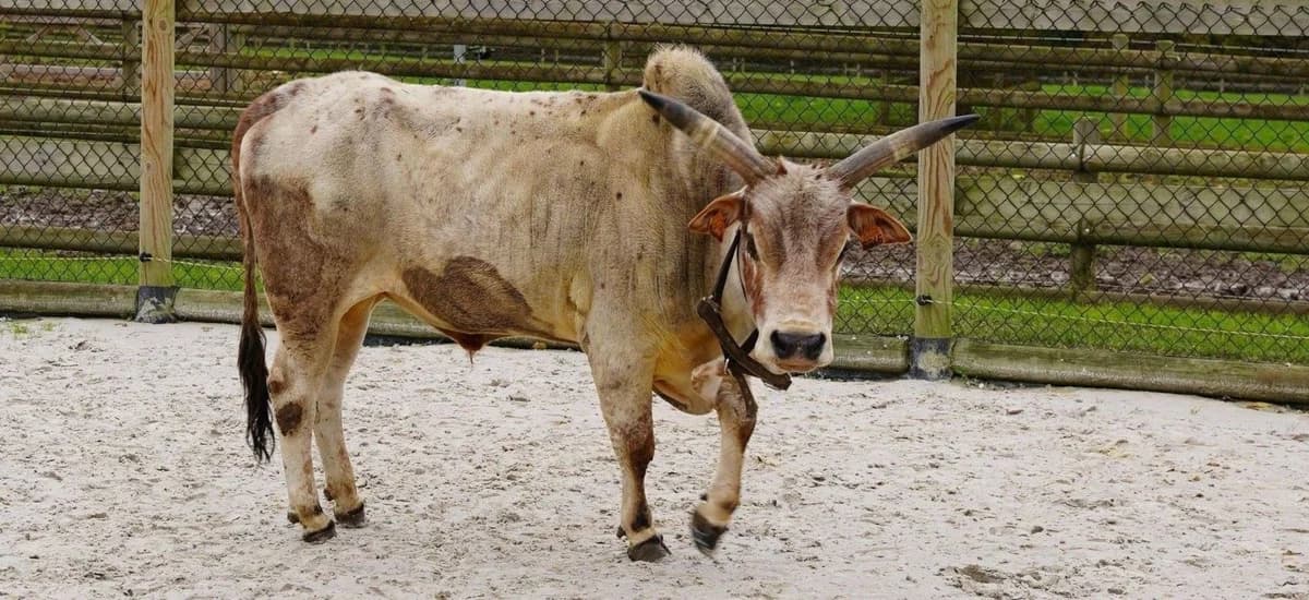 MONSIEUR GEORGE, male senior mixed breed for adoption at Help Animals, Brussels