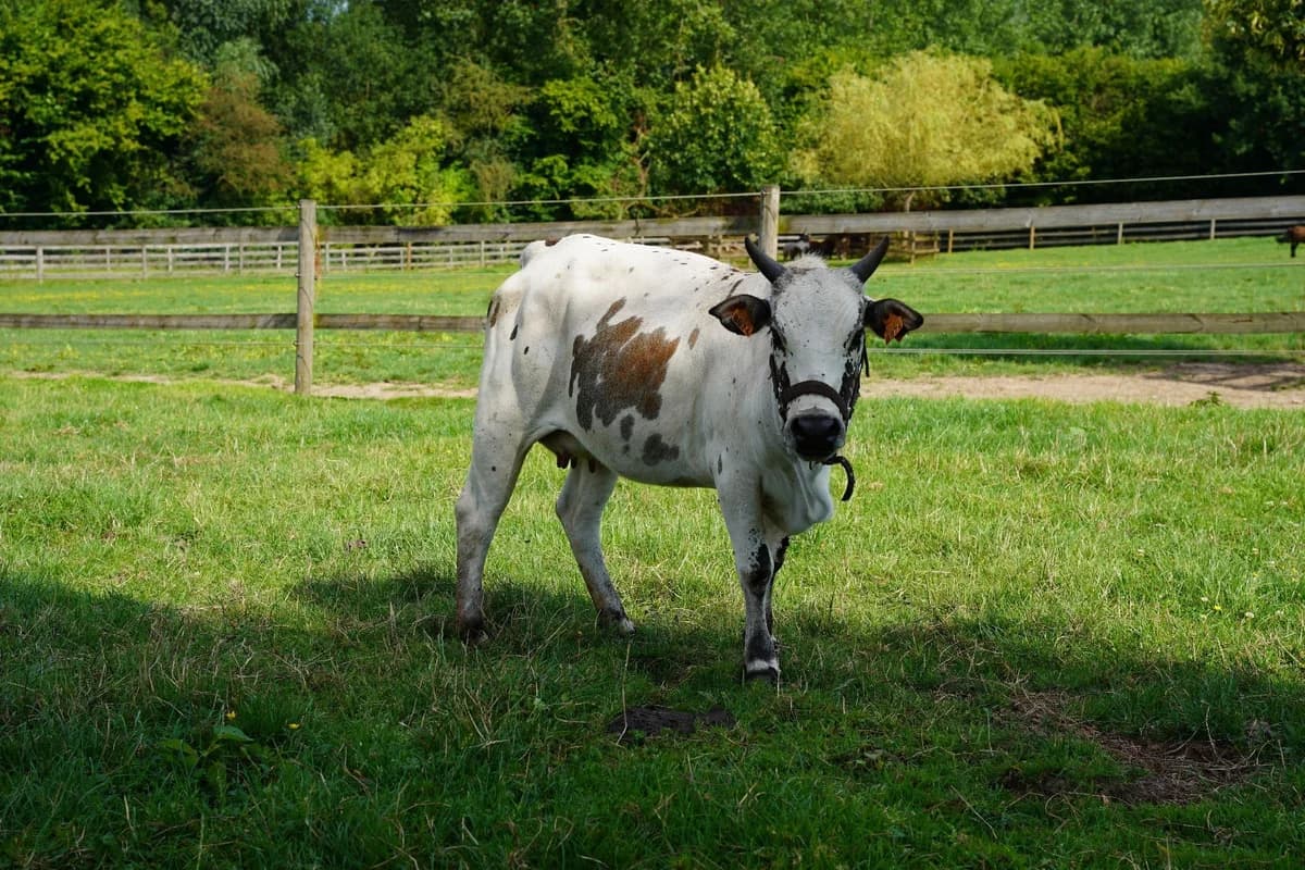 FRIDA, female 4yo mixed breed for adoption at Help Animals, Brussels