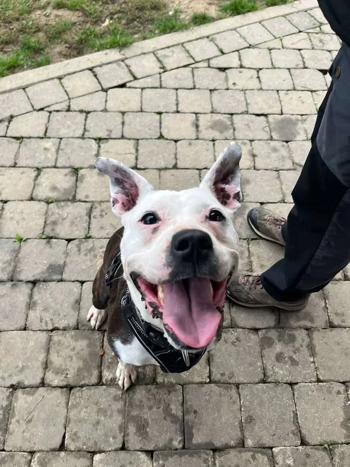 Zumba, female 3yo American Staffordshire Terrier for adoption at SRPA Veeweyde Brussels, Brussels