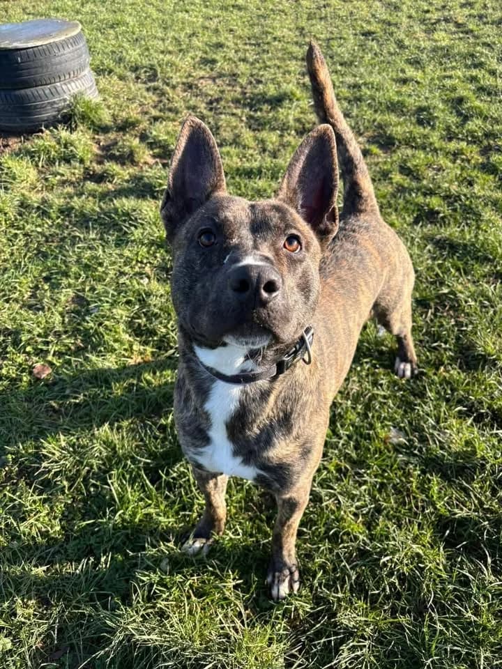 Gamin, American Staffordshire Terrier (SRPA Veeweyde Brussels)