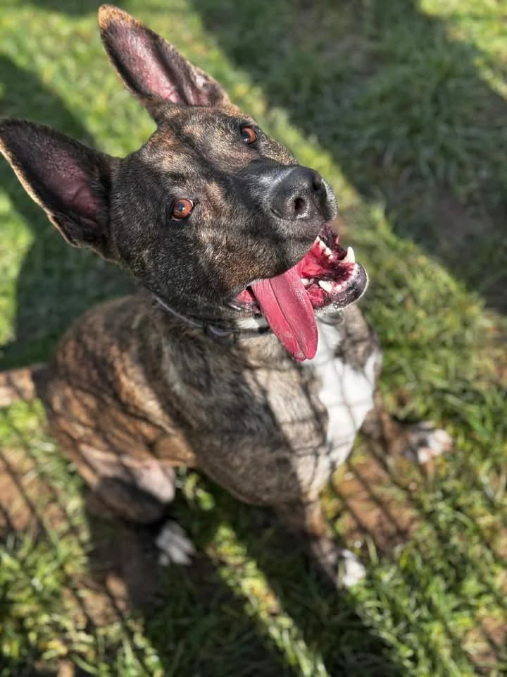 Gamin, male young American Staffordshire Terrier for adoption at SRPA Veeweyde Brussels, Brussels