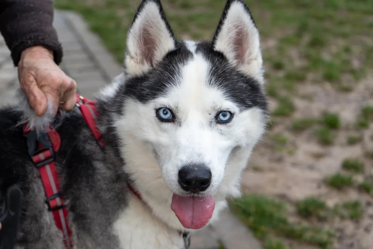 Shadow, Husky (SRPA Veeweyde Brussels)