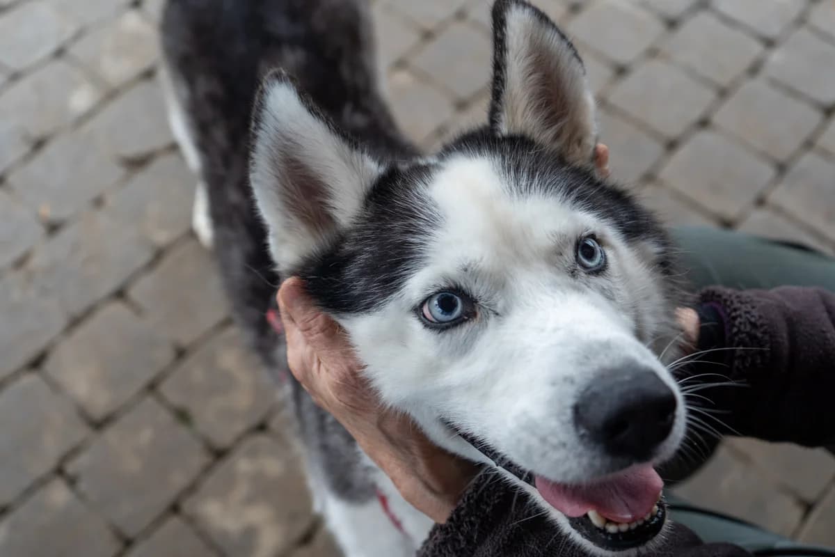 Shadow, male 7yo Husky for adoption at SRPA Veeweyde Brussels, Brussels