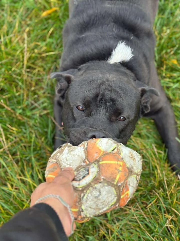 Nelson, male young Labrador Retriever for adoption at SRPA Veeweyde Brussels, Brussels
