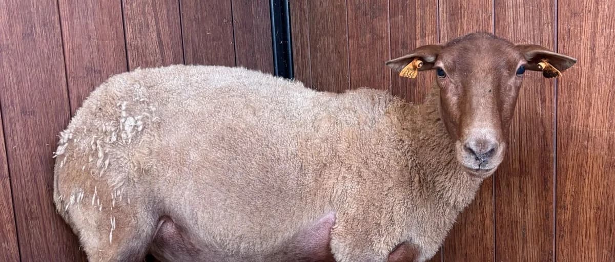 MAQUERELLE, female 4yo mixed breed for adoption at Help Animals, Brussels