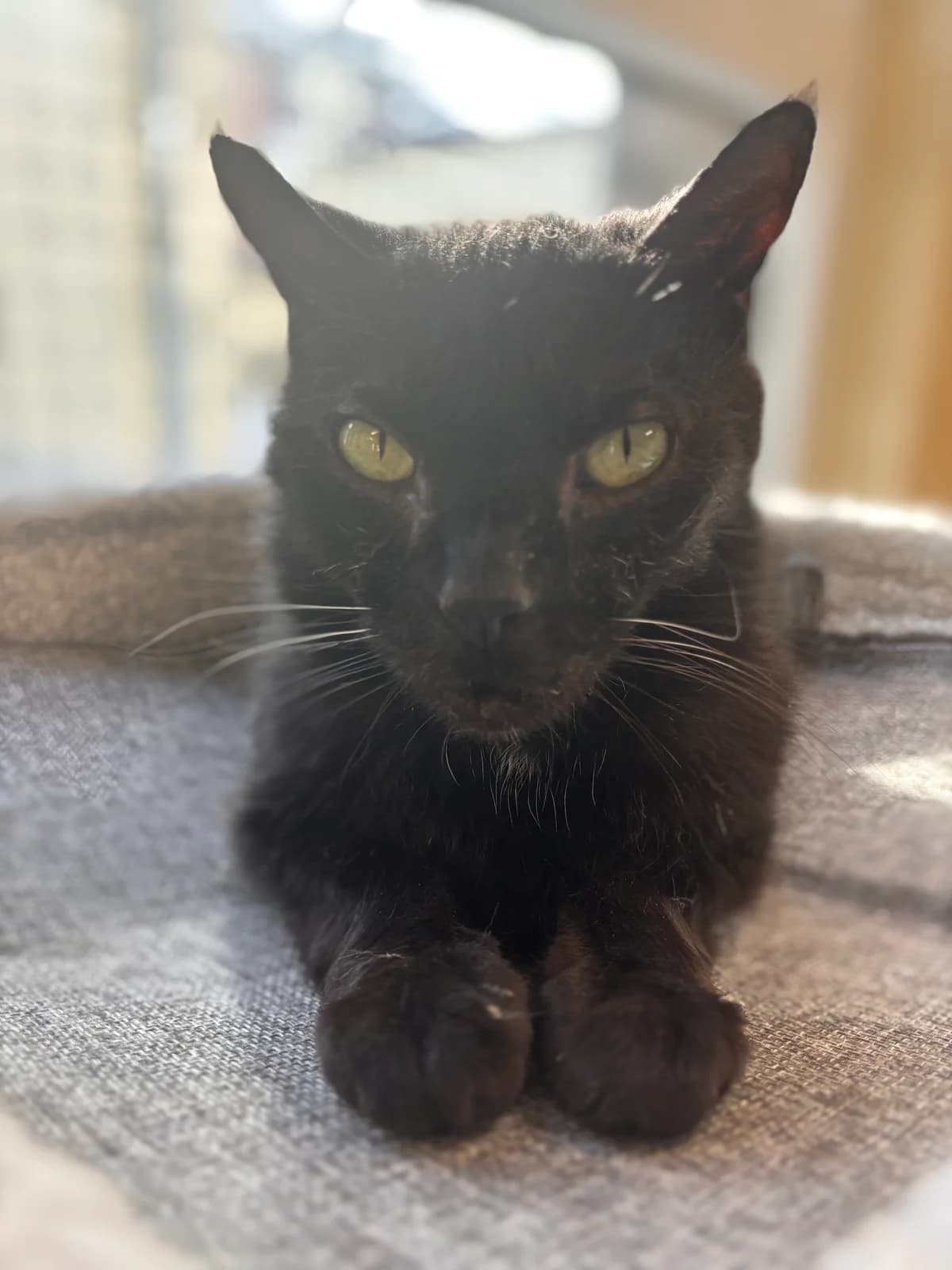 Ramsès, European Shorthair (SRPA Veeweyde Brussels)