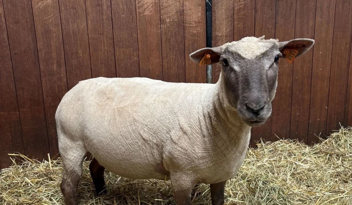 TANTE IRMA, female 6yo mixed breed for adoption at Help Animals, Brussels