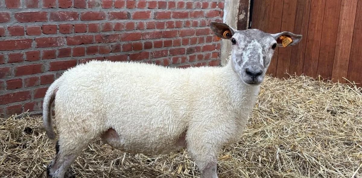 BRINDILLE, female young Mixed Breed for adoption at Help Animals, Brussels