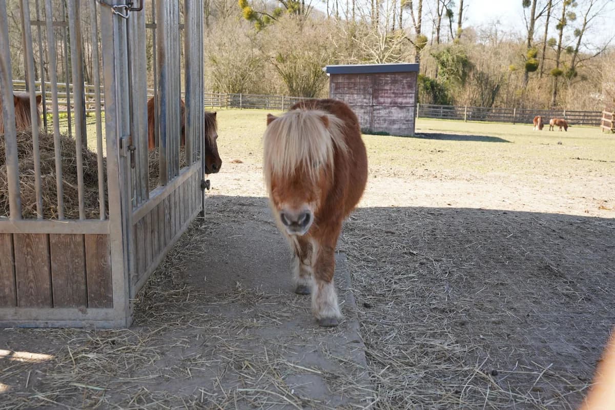 LABINOCLE, male senior mixed breed for adoption at Help Animals, Brussels