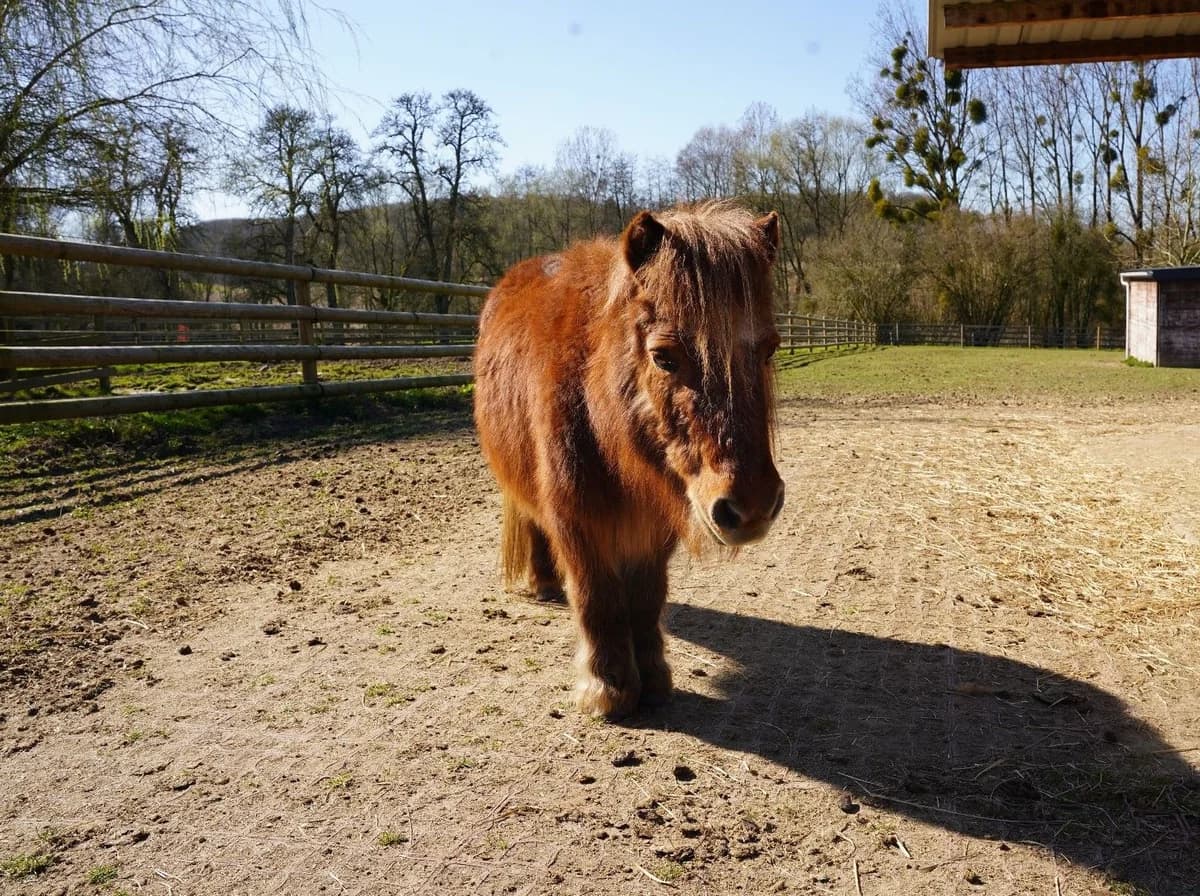 PONETTE, female senior mixed breed for adoption at Help Animals, Brussels