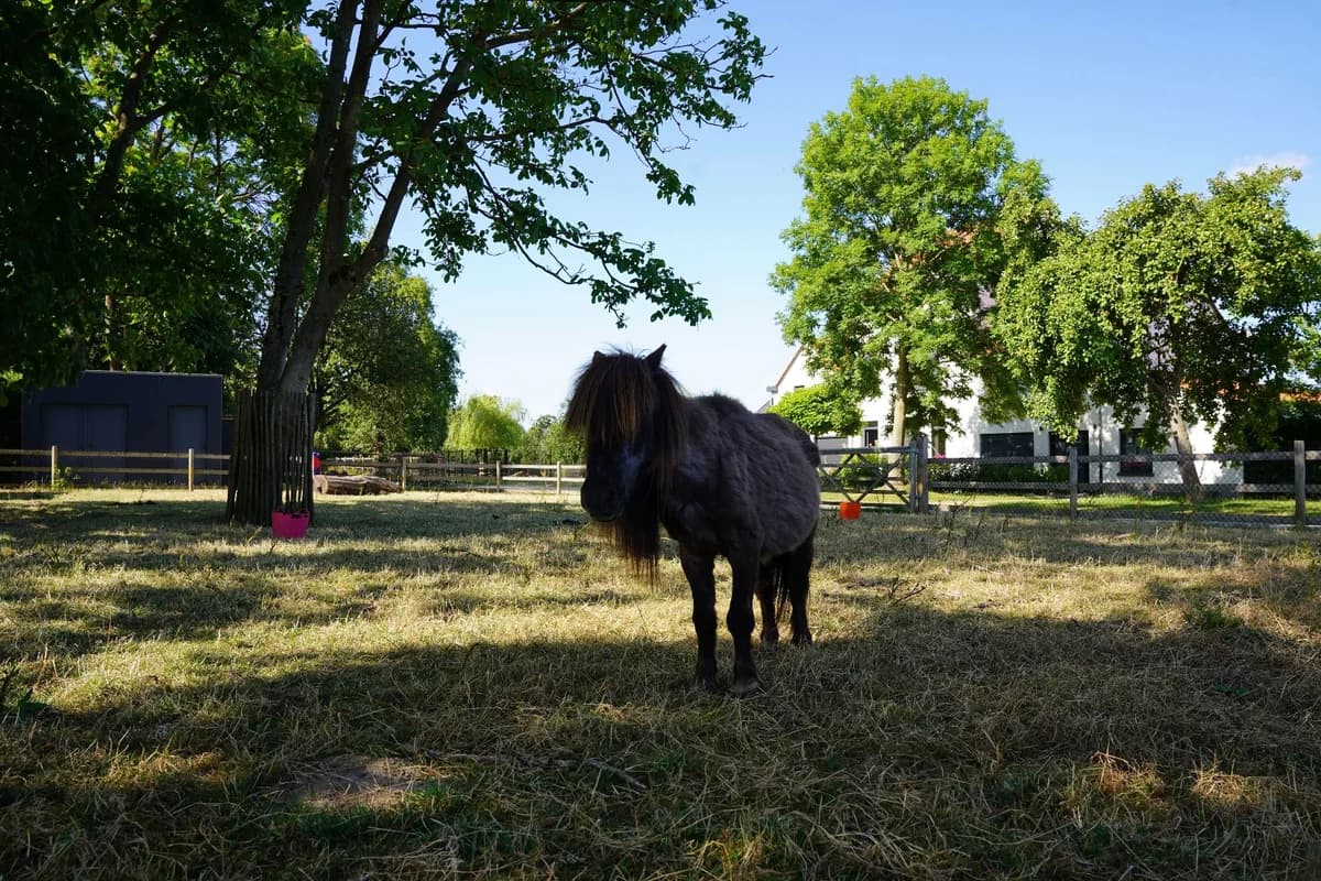 QUZAN, male senior mixed breed for adoption at Help Animals, Brussels