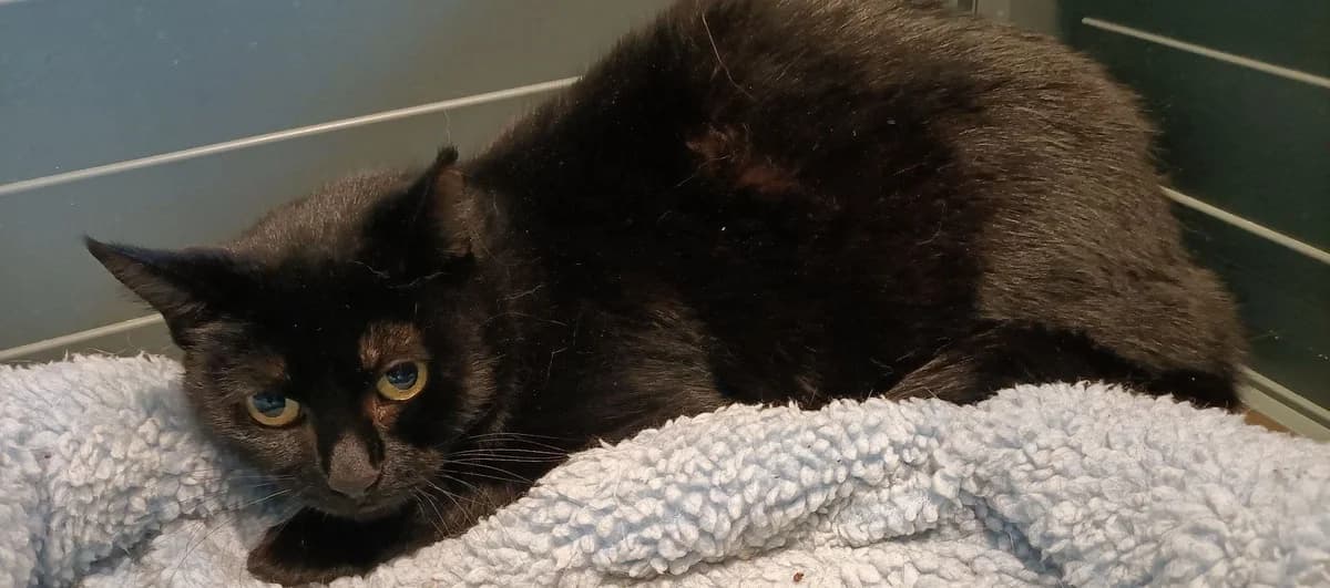 ZOURBY, female 4yo European Shorthair for adoption at Help Animals, Brussels