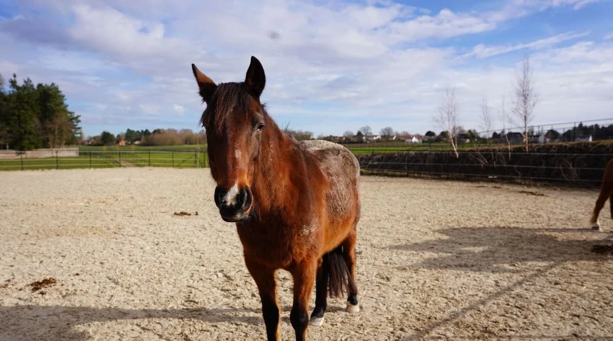 ICARE, male senior mixed breed for adoption at Help Animals, Brussels