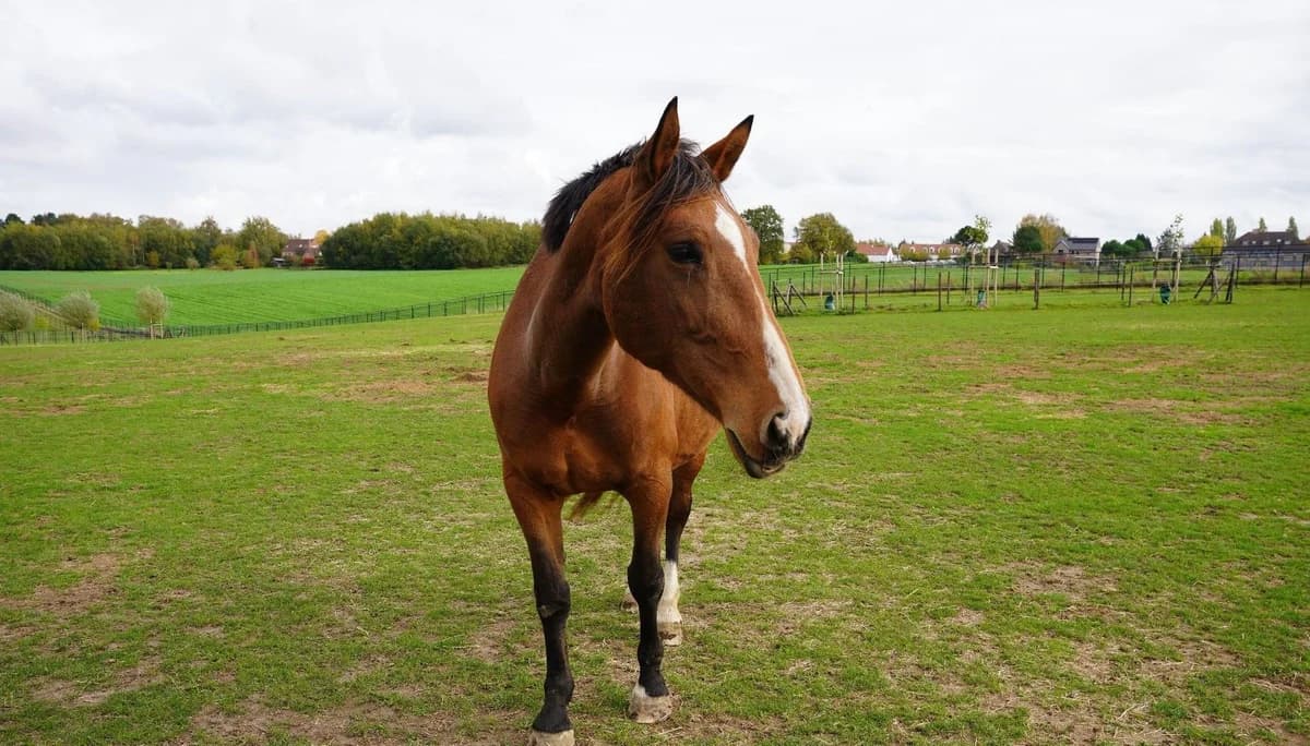 SIANA, female senior mixed breed for adoption at Help Animals, Brussels
