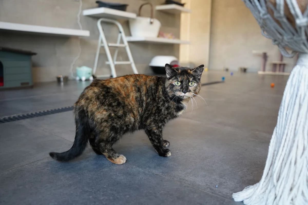 JULIETTE, female 4yo European Shorthair for adoption at Help Animals, Brussels