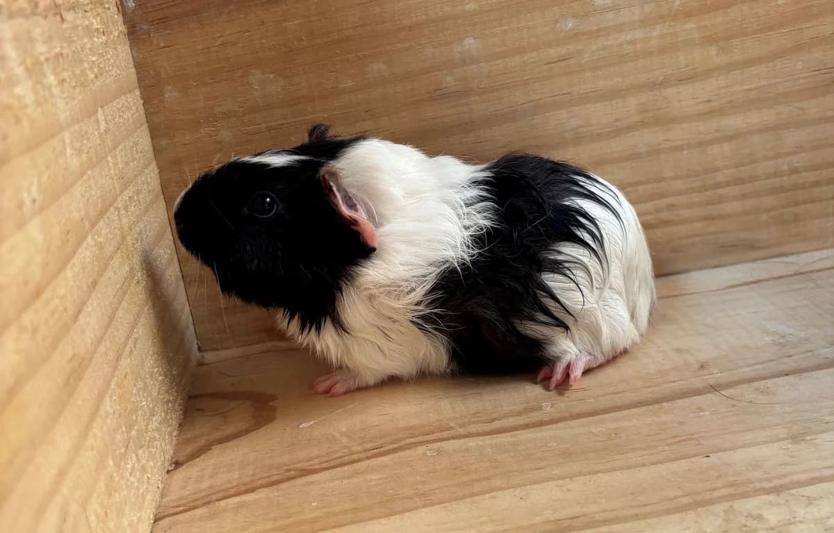 TUBE, male young mixed breed for adoption at Help Animals, Brussels