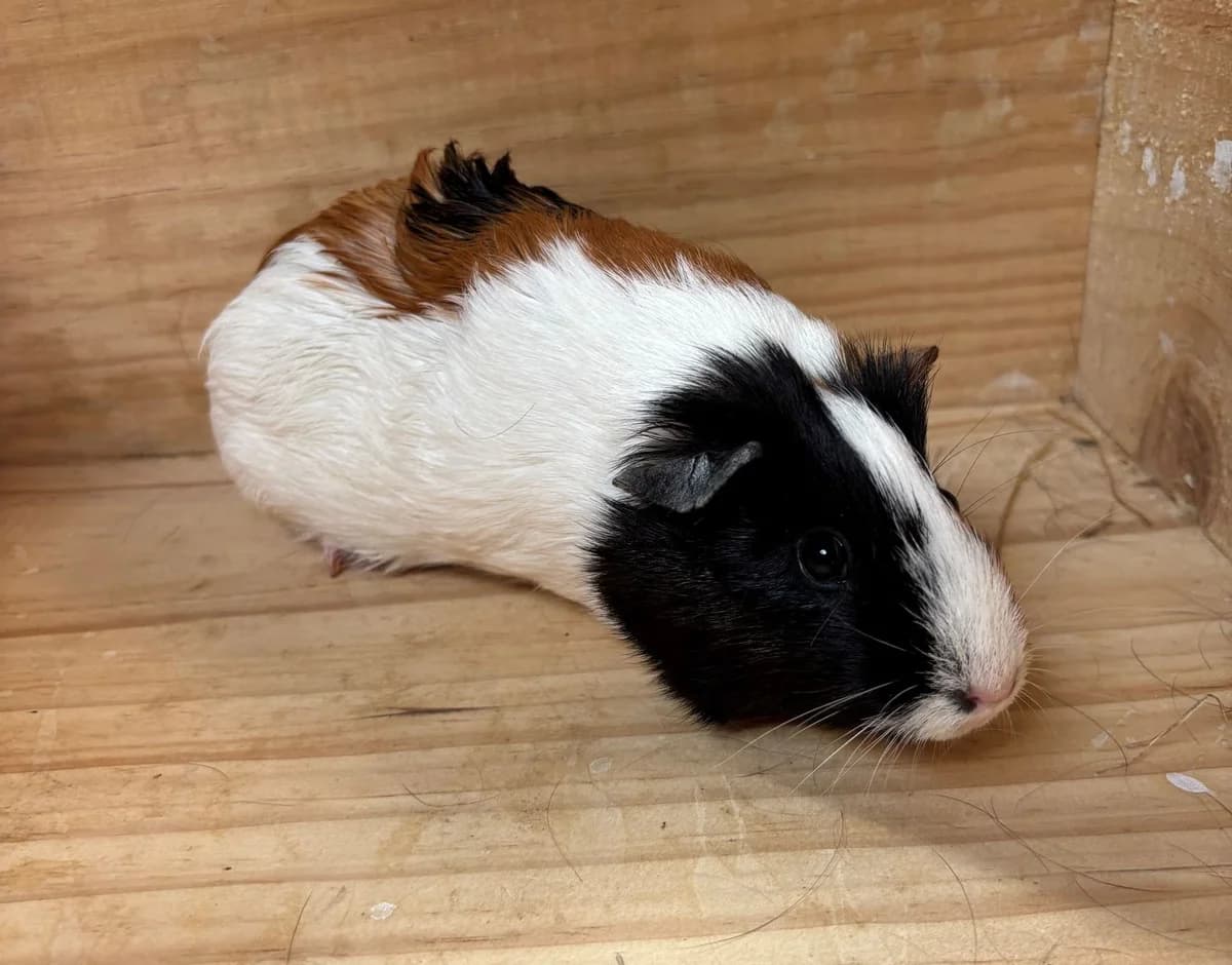 GUURL, female young mixed breed for adoption at Help Animals, Brussels