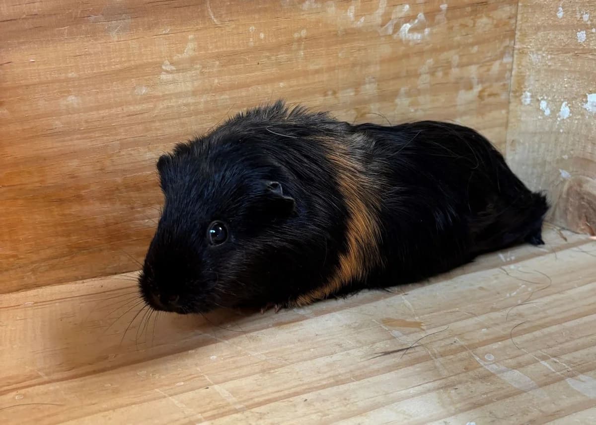 HORIZON, female young mixed breed for adoption at Help Animals, Brussels