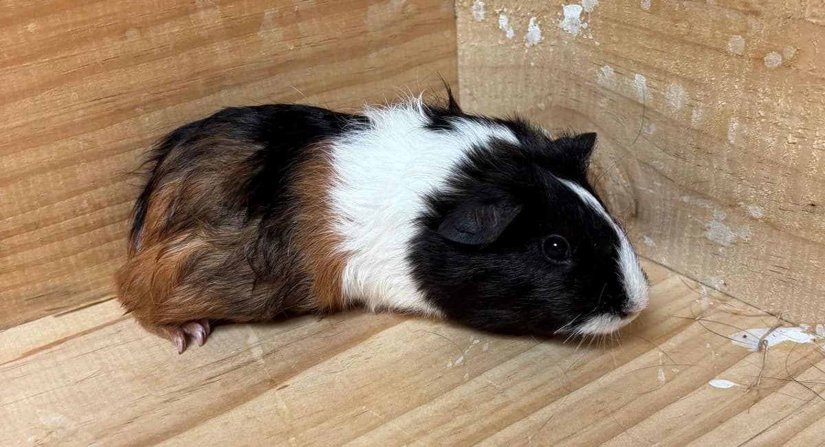 MARBELLA, female young mixed breed for adoption at Help Animals, Brussels