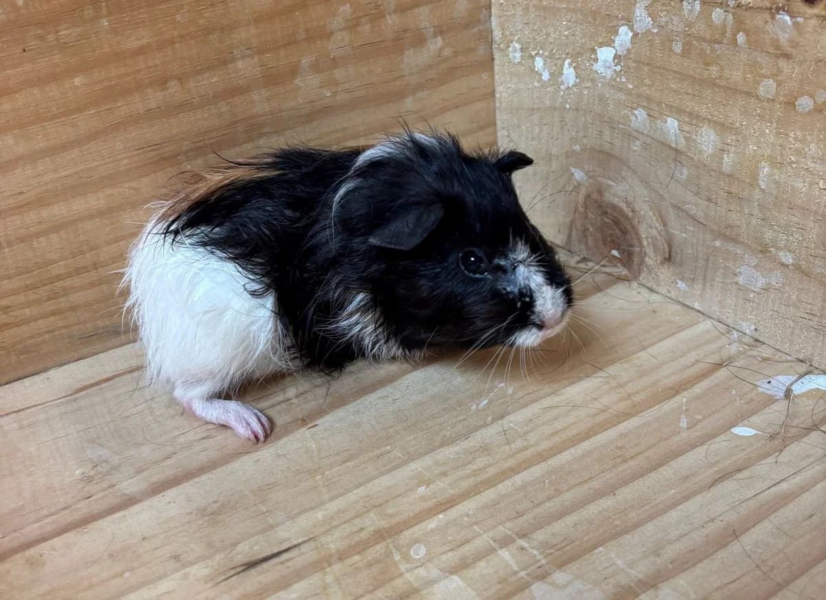 SQUIRREL, female young mixed breed for adoption at Help Animals, Brussels