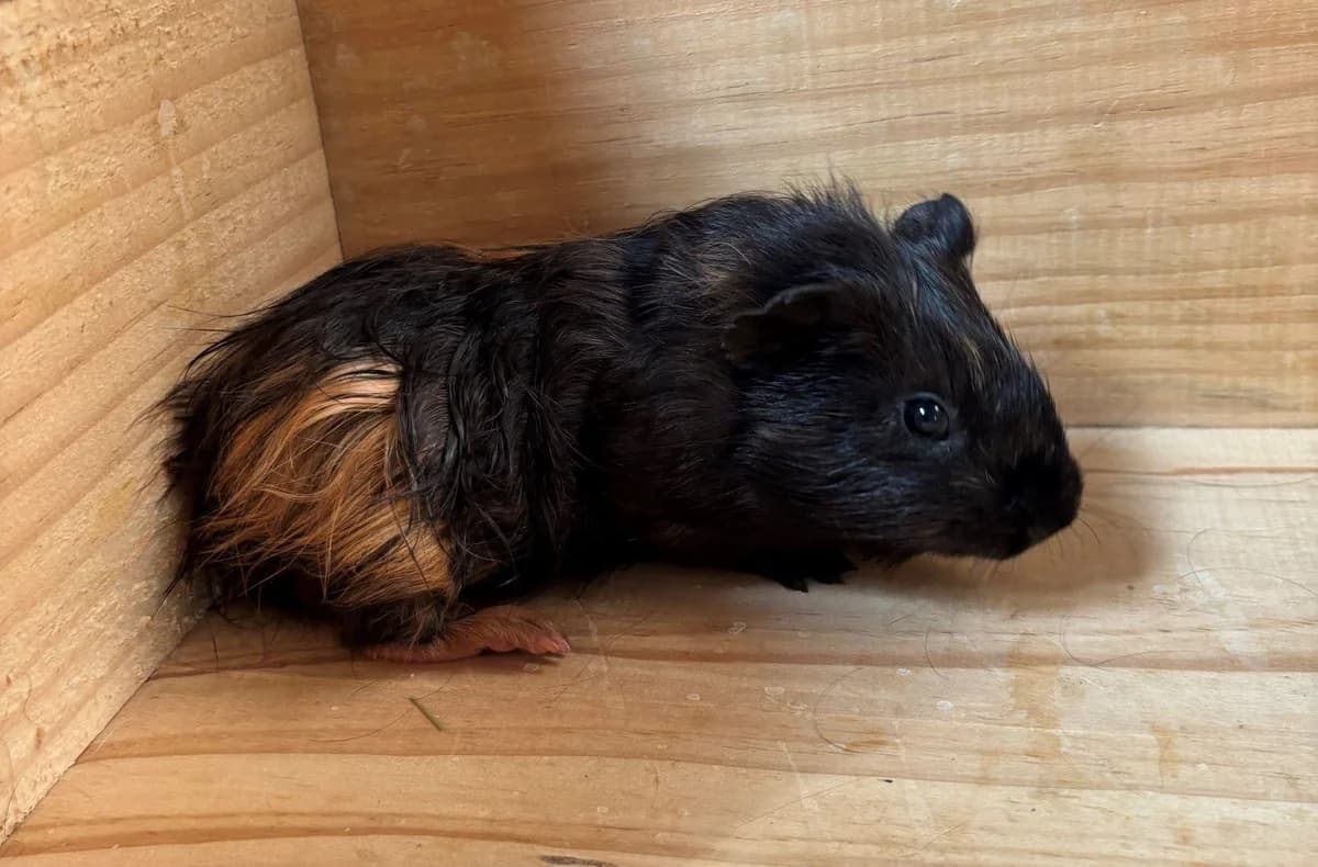 SHATTA, female young mixed breed for adoption at Help Animals, Brussels