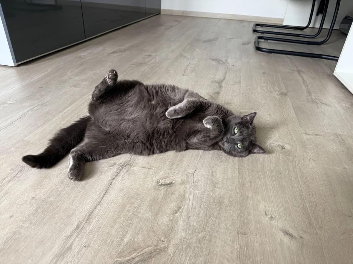 GUDULE, female senior European Shorthair for adoption at Help Animals, Brussels