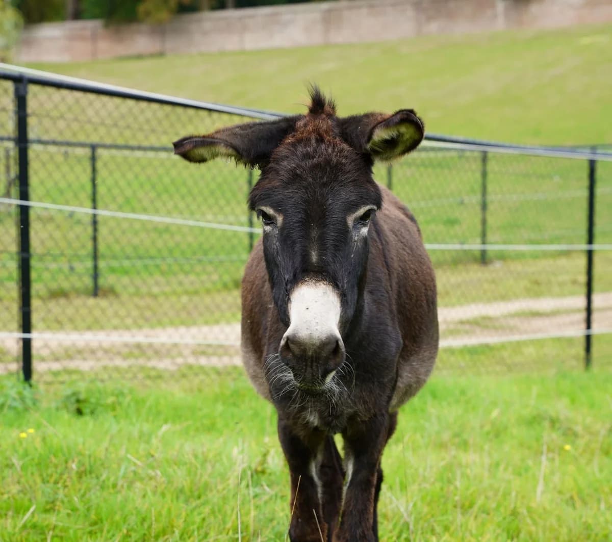 MAJORETTE, female 4yo Mixed Breed for adoption at Help Animals, Brussels