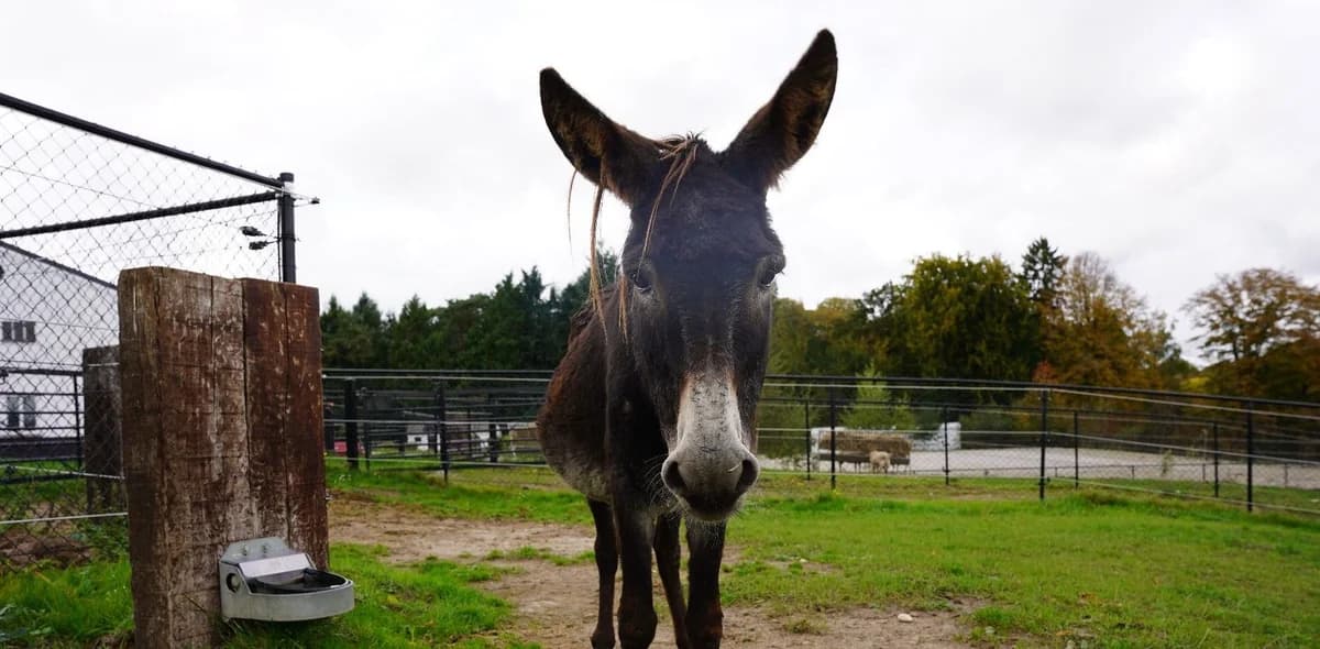 JEMA, female senior Mixed Breed for adoption at Help Animals, Brussels