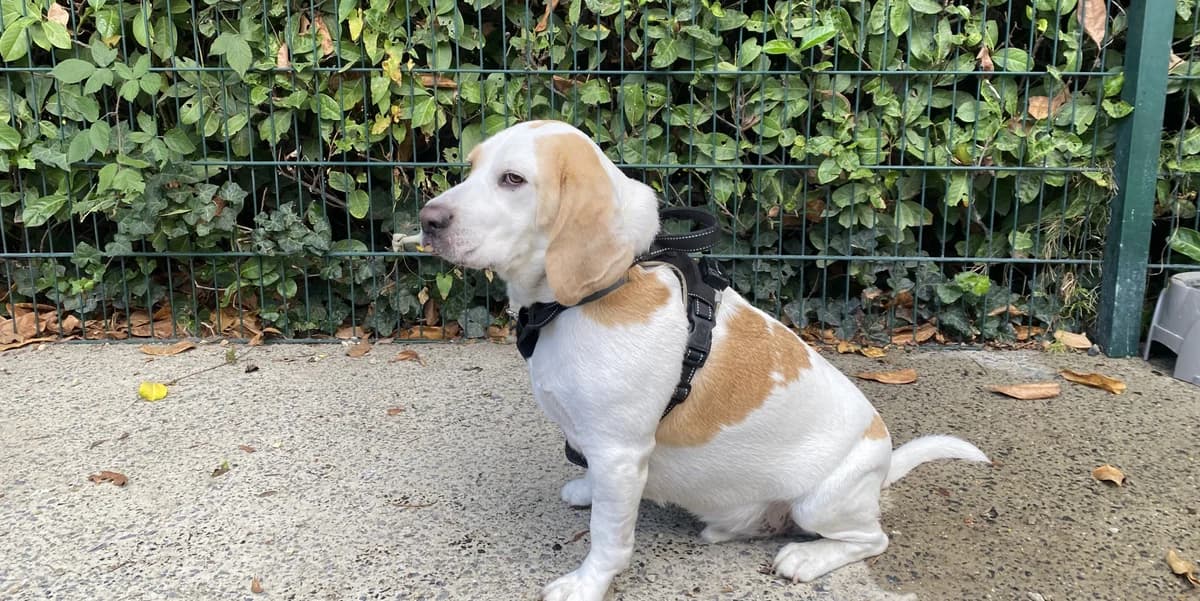BRUTUS, male young Beagle for adoption at Help Animals, Brussels