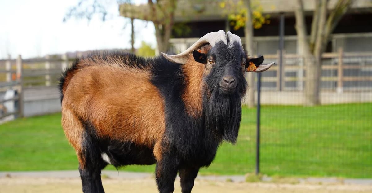 TYPEX, male 6yo mixed breed for adoption at Help Animals, Brussels