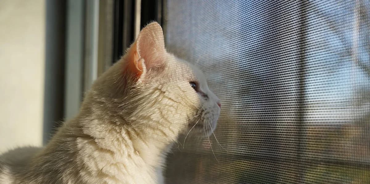 HEIDI, female 6yo European Shorthair for adoption at Help Animals, Brussels