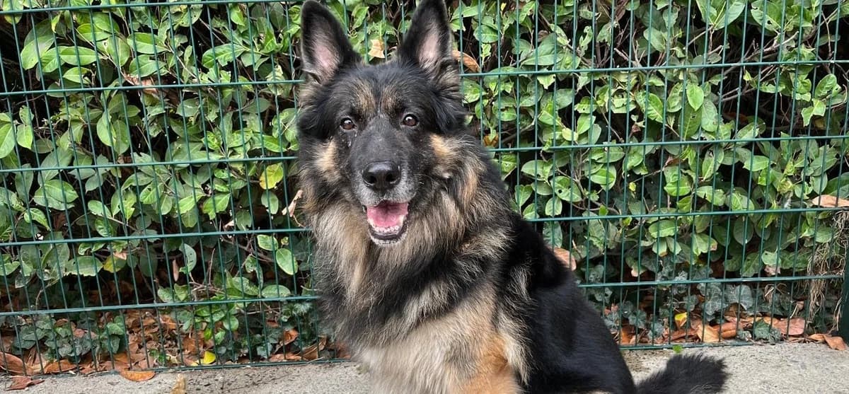 MAX, male 6yo German Shepherd for adoption at Help Animals, Brussels