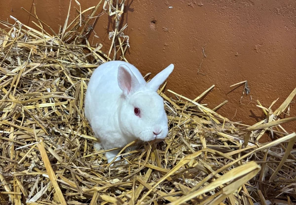 WICKED, male mixed breed for adoption at Help Animals, Brussels