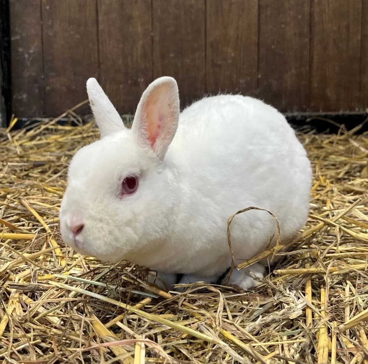WICKED, white male mixed breed for adoption at Help Animals, Brussels — photo 2 of 4