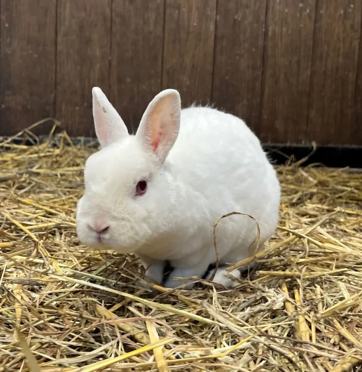 WICKED, white male mixed breed for adoption at Help Animals, Brussels — photo 3 of 4