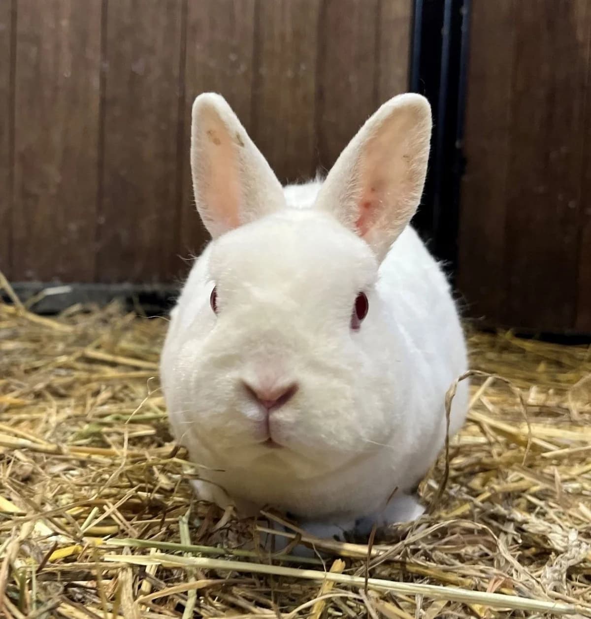 WICKED, white male mixed breed for adoption at Help Animals, Brussels — photo 4 of 4