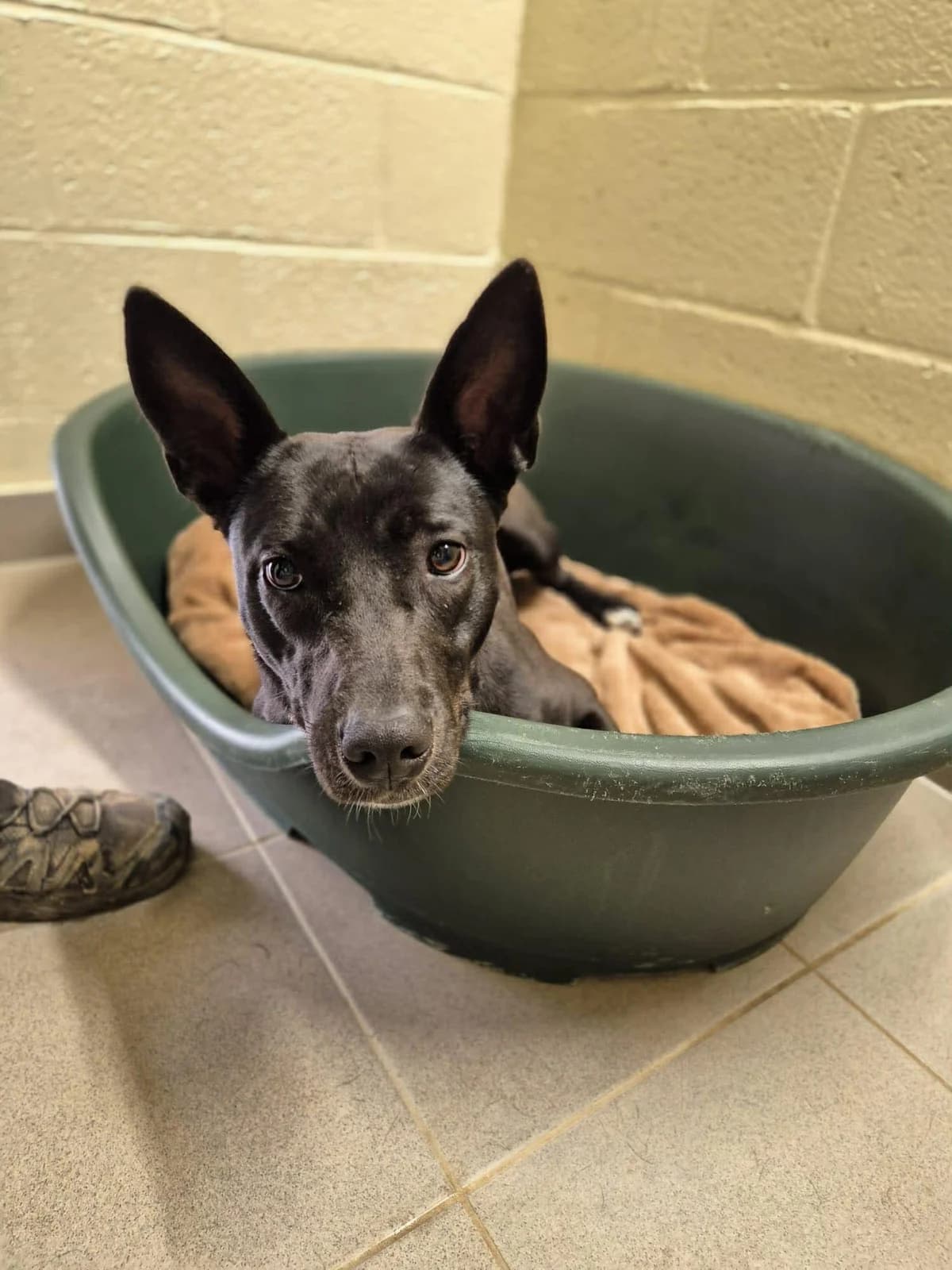 Tornade, female 3yo Border Collie for adoption at SRPA Veeweyde Brussels, Brussels