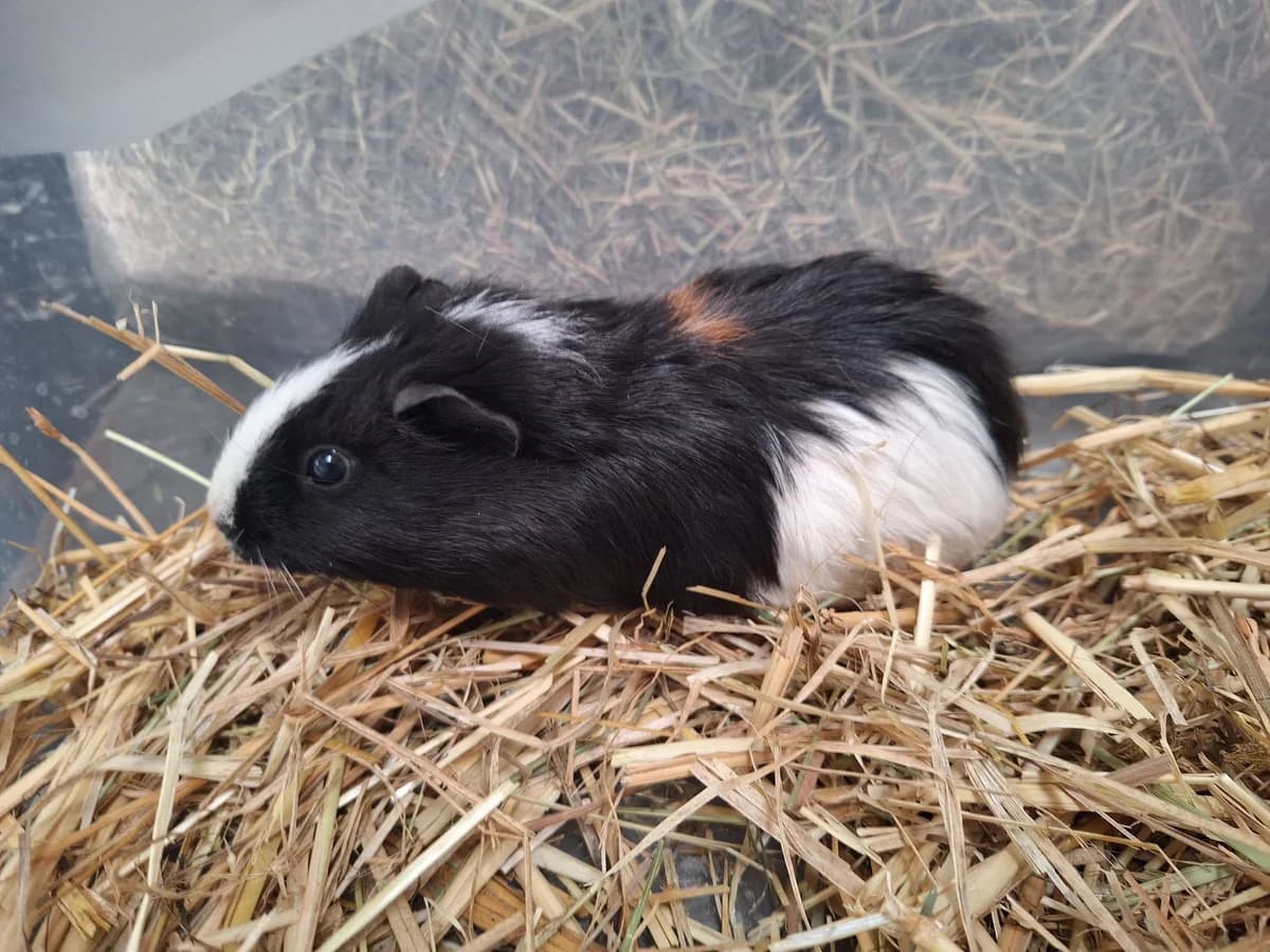 WODAN, male puppy mixed breed for adoption at Help Animals, Brussels