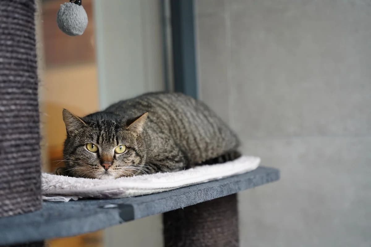 ATSO, male 3yo European Shorthair for adoption at Help Animals, Brussels